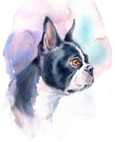 a watercolor painting of a black and white boston terrier dog with yellow eyes