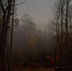 foggy forest with trees and leaves in the foreground on an overcast day