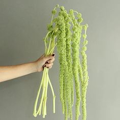 a person holding up some green plants in their left hand and another plant hanging from the ceiling