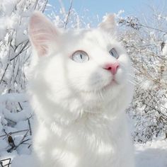 a white cat with blue eyes standing in the snow