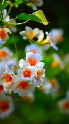 white and orange flowers with green leaves in the background