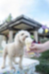 a small white dog standing on top of a table next to a person's hand