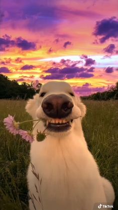 a white dog is sitting in the grass and smiling at the camera with his mouth open