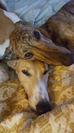 two dogs laying on top of each other on a bed