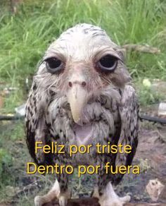 an owl is sitting on the ground with its mouth open