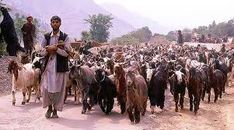 a herd of goats walking down a dirt road next to a man on a horse