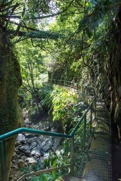 a bridge over a stream in the middle of a forest filled with trees and plants