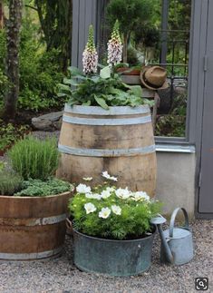 three wooden barrels with flowers in them sitting next to each other on the ground near some plants