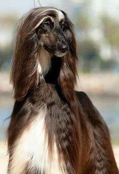 a long haired dog standing on top of a sandy beach