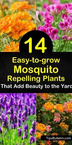 Plants That Repel Flies, Insect Repellent Plants, Diy Mosquito Repellent, Plants That Repel Bugs, Mosquito Repelling, Mosquito Plants, Tattoo Plant, Mosquito Repelling Plants, Mint Plants