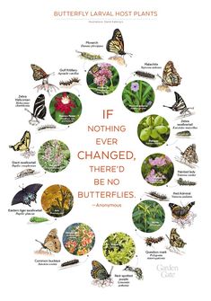 butterflies and other insects are arranged in a circle with the words if nothing ever changed, there'd be no butterflies