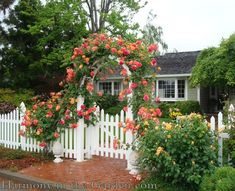 a white picket fence with roses growing on it