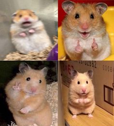 four different pictures of hamsters in various stages of their life, including one with its mouth open and the other with it's tongue out