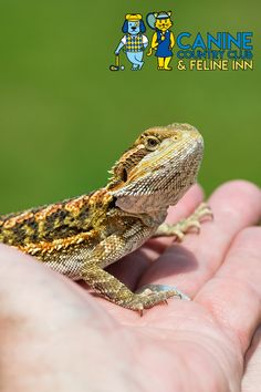 a close up of a person holding a small lizard