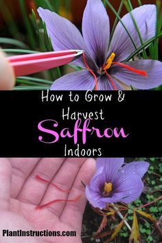 how to grow and harvest the best saffron in your yard or garden?