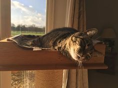 a cat laying on top of a window sill