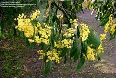 yellow flowers are growing on the branches of trees in an area with dirt and grass