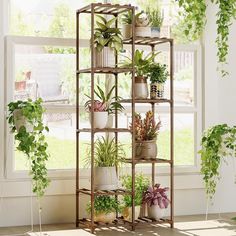 an assortment of potted plants are arranged on a shelf in front of a window