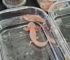 two geckos sitting on top of plastic trays