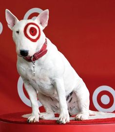 a white dog sitting on top of a red box with bulls eye painted on it