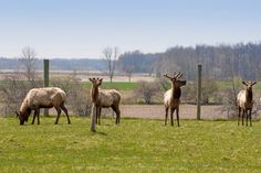 four elk are standing in the grass behind a fence