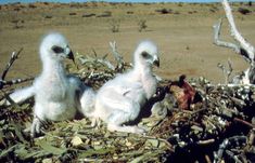 two baby birds sitting in the middle of a pile of sticks and twigs on top of dry grass