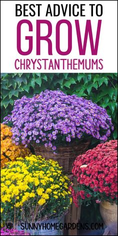 the best advice to grow chrysanthemums in your garden is that it's hard to tell