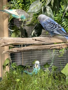 two parakeets sitting on top of a branch in front of some green plants