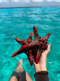 a person holding up a starfish in the ocean