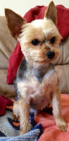 a small dog sitting on top of a couch next to a red and blue blanket