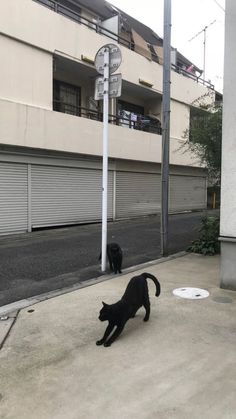 two black cats walking on the sidewalk next to a street sign and parking meter in front of an apartment building