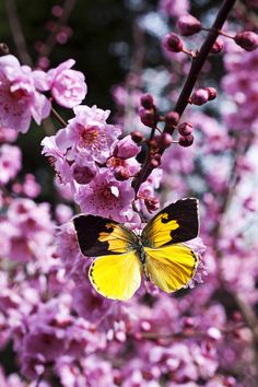 a yellow and black butterfly sitting on some pink flowers