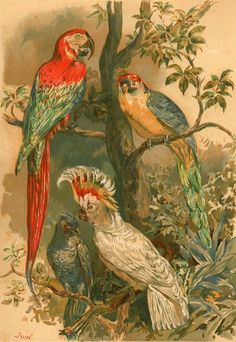 three parrots sitting on top of a tree branch