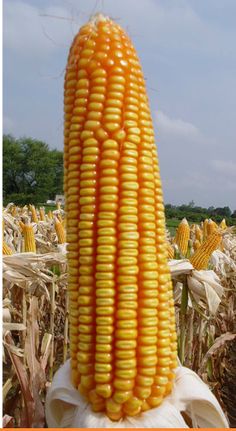 an ear of corn in the middle of a field