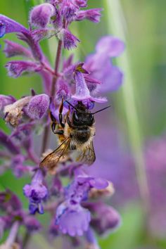 a bee sitting on top of a purple flower