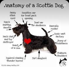 the anatomy of a scottie dog with all its parts labeled on it's side