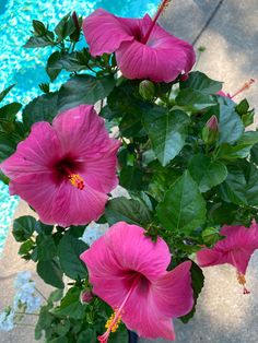 pink flowers in a pot next to a swimming pool