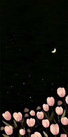 pink tulips are blooming in the night sky