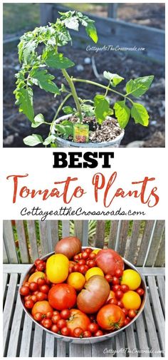 the best tomato plants to grow in pots and potted planters are great for growing tomatoes