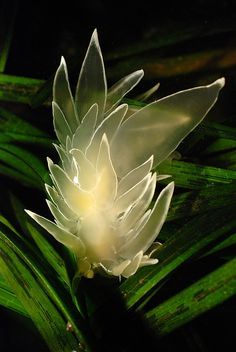 a white flower sitting on top of green leaves