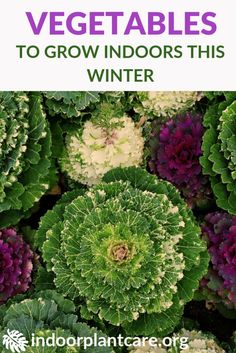 colorful cabbage plants with text overlay that reads vegetables to grow indoors this winter