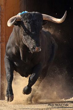 a bull with large horns is running in the dirt