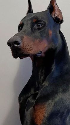 a black and brown doberman dog standing next to a white wall with its head turned