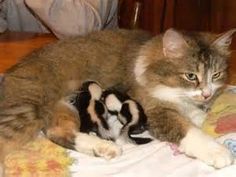 a cat laying on top of a stuffed animal