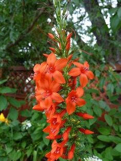 an orange flower with green leaves in the background