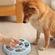 a dog playing with a toy on the floor next to a person's hand