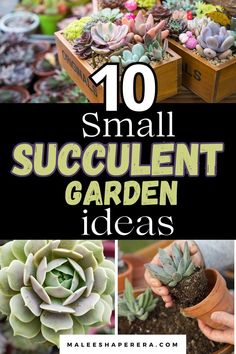 Succulent Garden Ideas Outdoor Living Small Spaces, Large Vertical Garden, Cornwall Garden, Succulent Display, Succulent Wall Art, Succulent Planters