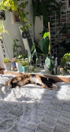 a cat laying on top of a bed next to plants