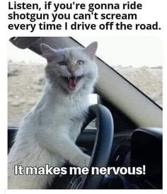 a white cat sitting in the drivers seat of a car with caption that reads, listen, if you're gonea ride shotgun you can't scream every time i drive off the road it makes me nervous