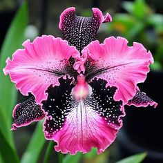 a pink flower with black spots on it